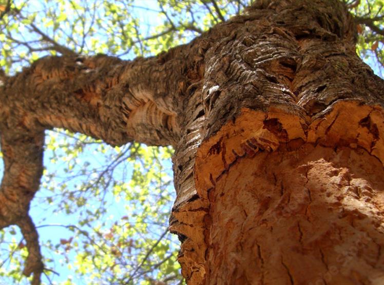 Why Cork? The properties of this material in the push for circularity and sustainability